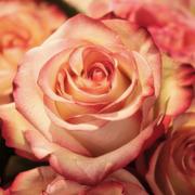 Kaartleggers.com - kaartlegger Rose